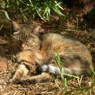 The Cat Who Came Back From The Sea