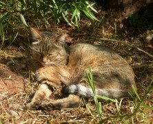 The Cat Who Came Back From The Sea